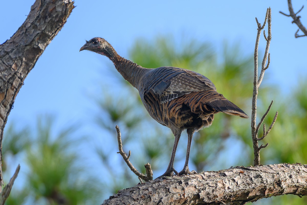 Guajolote Gallipavo - ML646995807