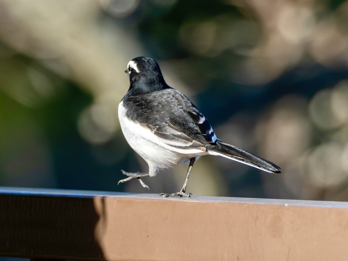 Japanese Wagtail - ML646995808