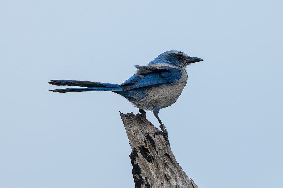 Chara Floridana - ML646995810