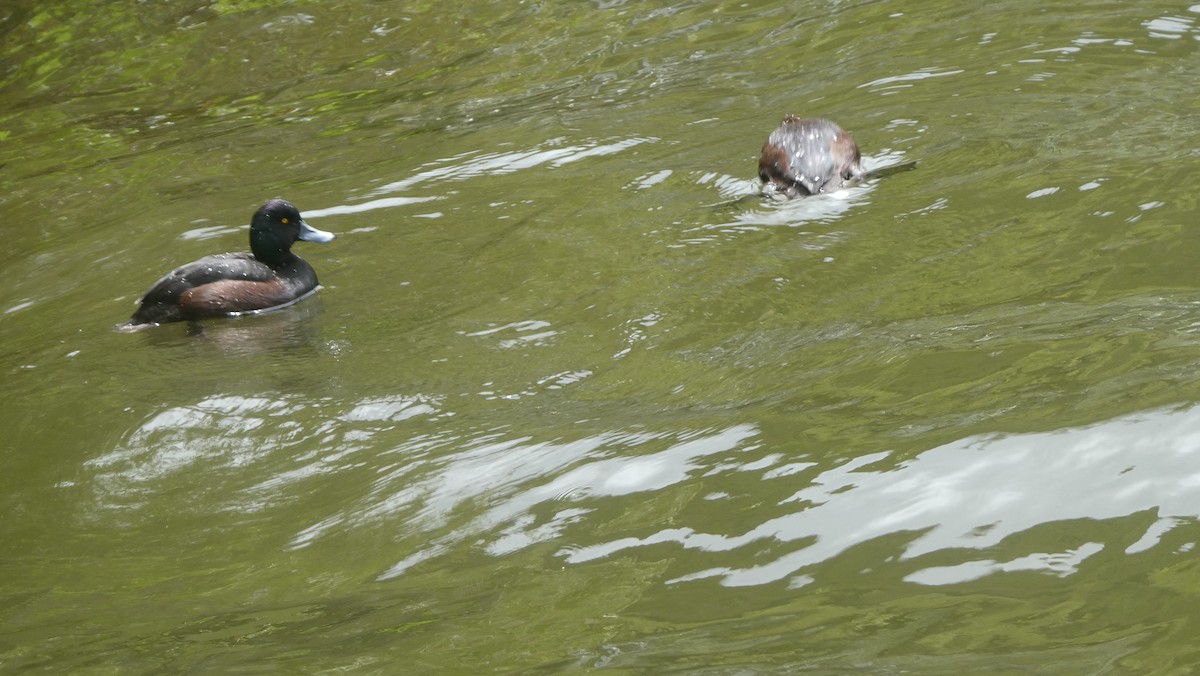 Yeni Zelanda Patkası - ML646995811