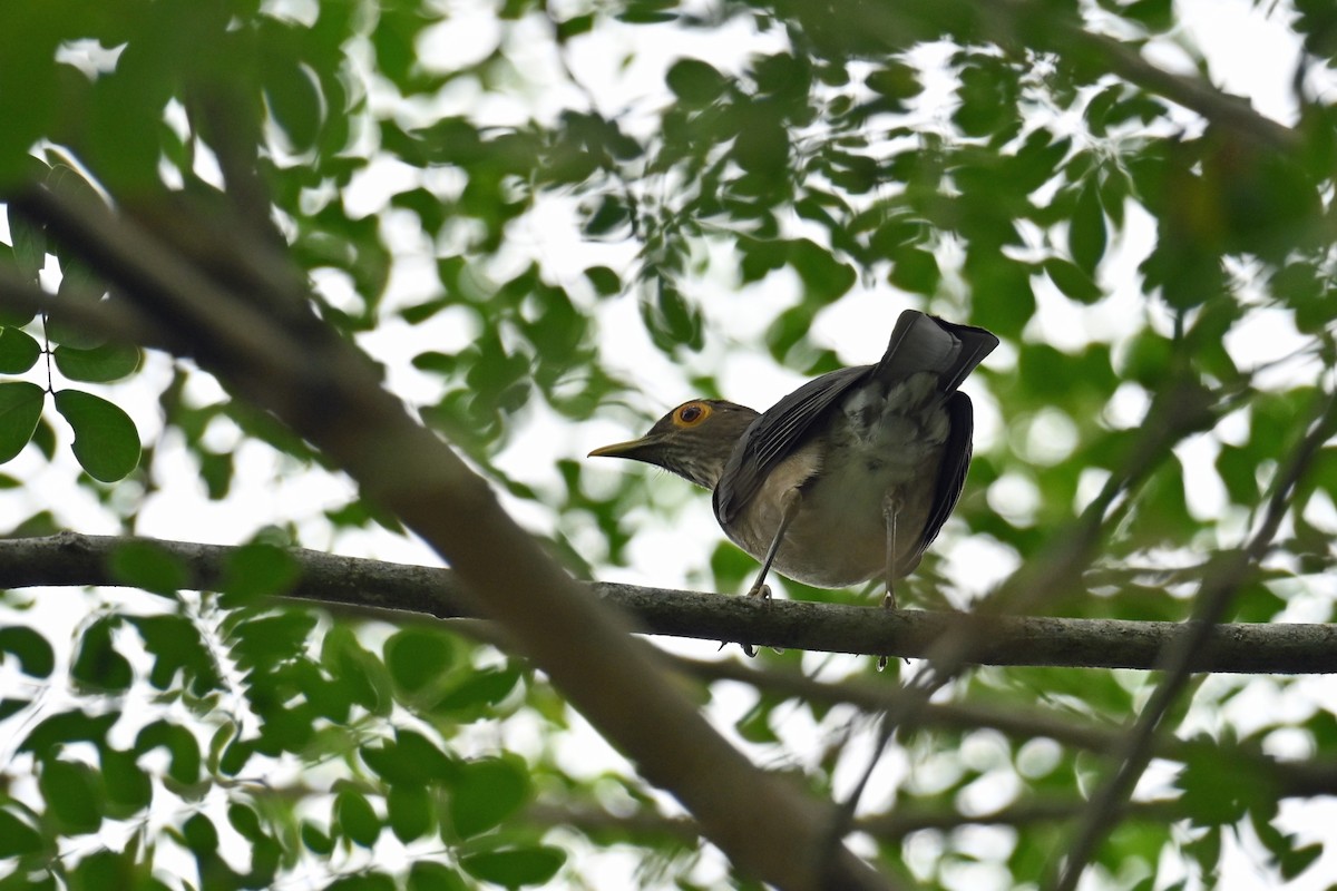 Zorzal Caripelado - ML646995815