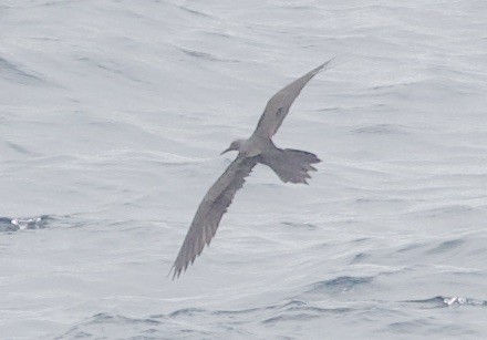 Brown Noddy - ML646995817