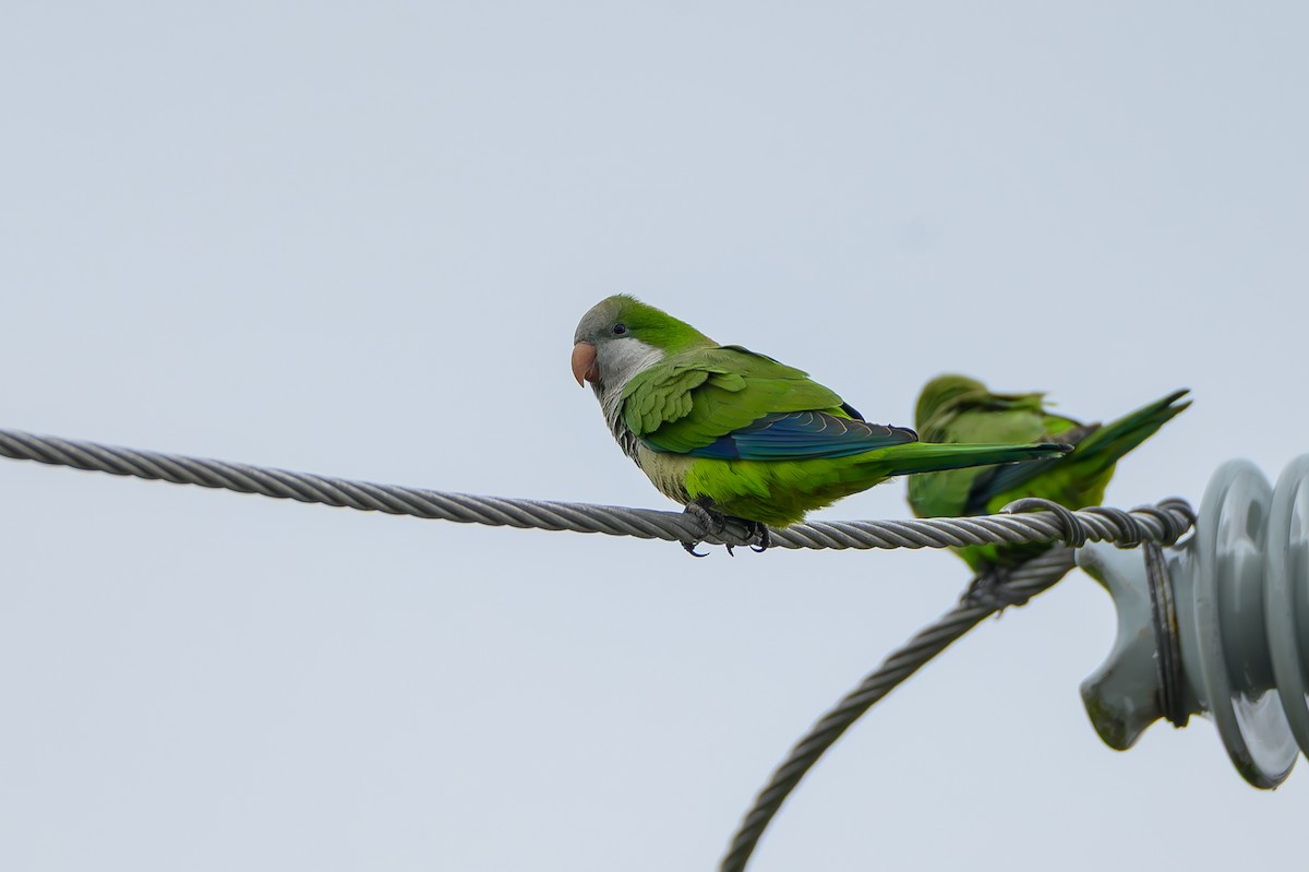 Cotorra Argentina - ML646995825