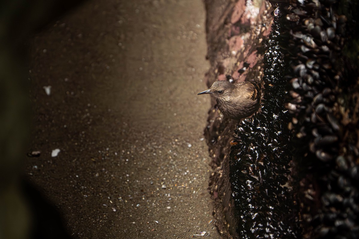 Береговая трясохвостка - ML646995831