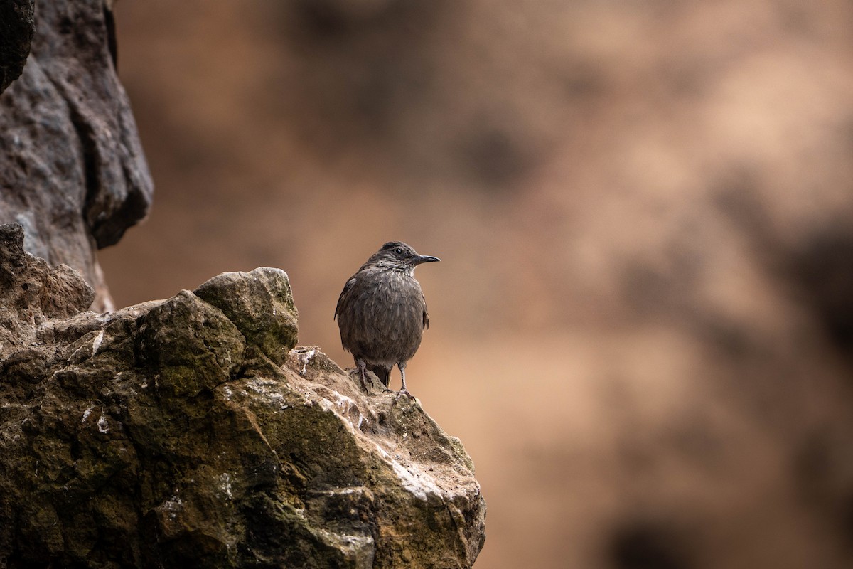 Береговая трясохвостка - ML646995832