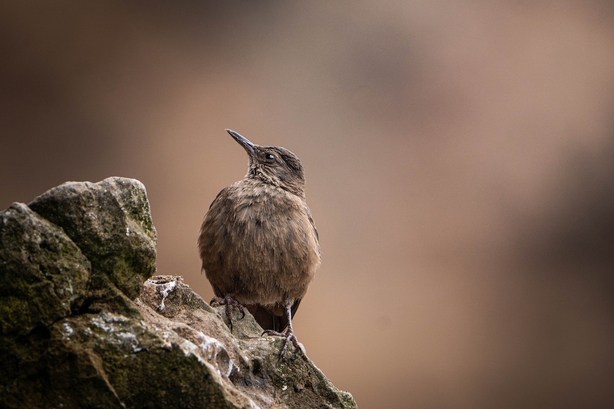 Береговая трясохвостка - ML646995833