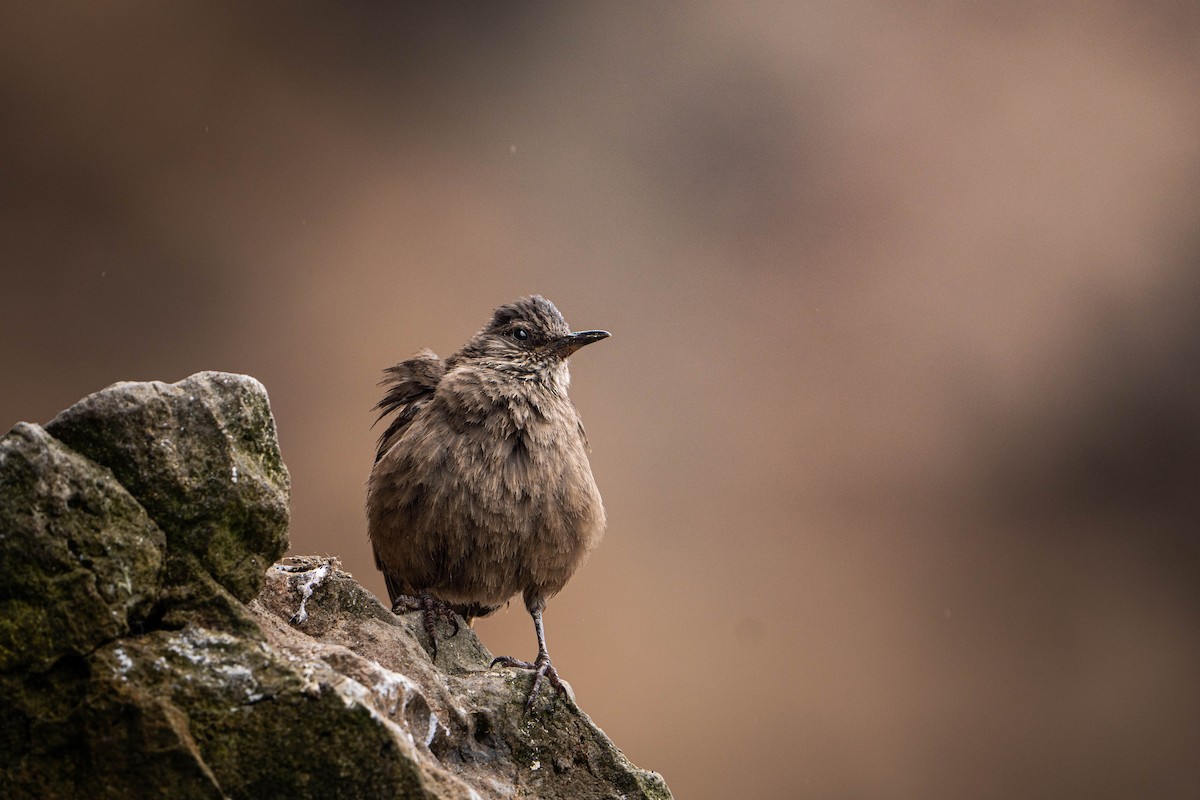 Береговая трясохвостка - ML646995834