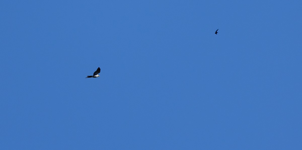 Cooper's Hawk - ML646995835