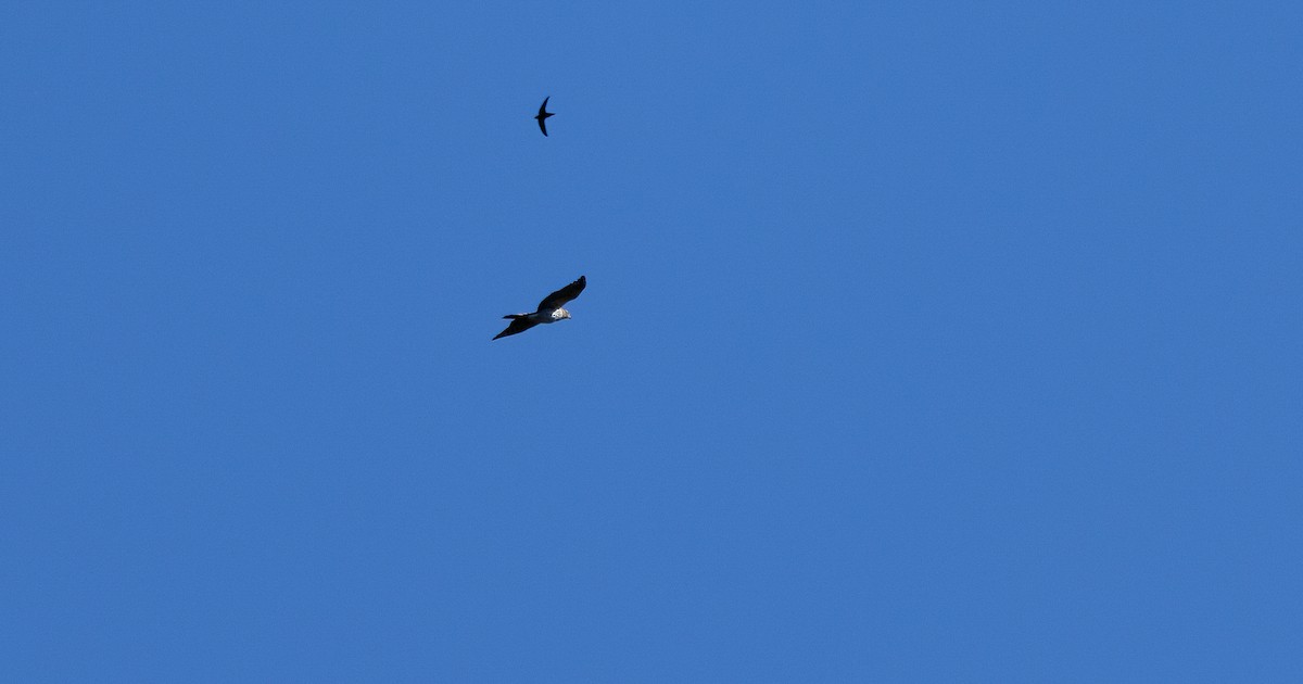 Cooper's Hawk - ML646995836