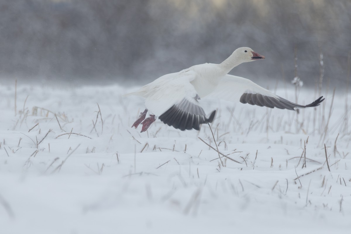 Elur-antzara - ML646995844