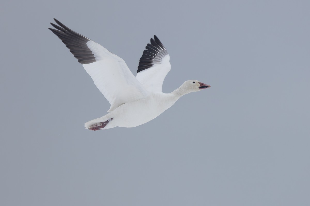 Elur-antzara - ML646995845