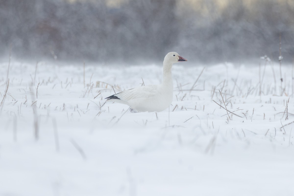 Elur-antzara - ML646995846