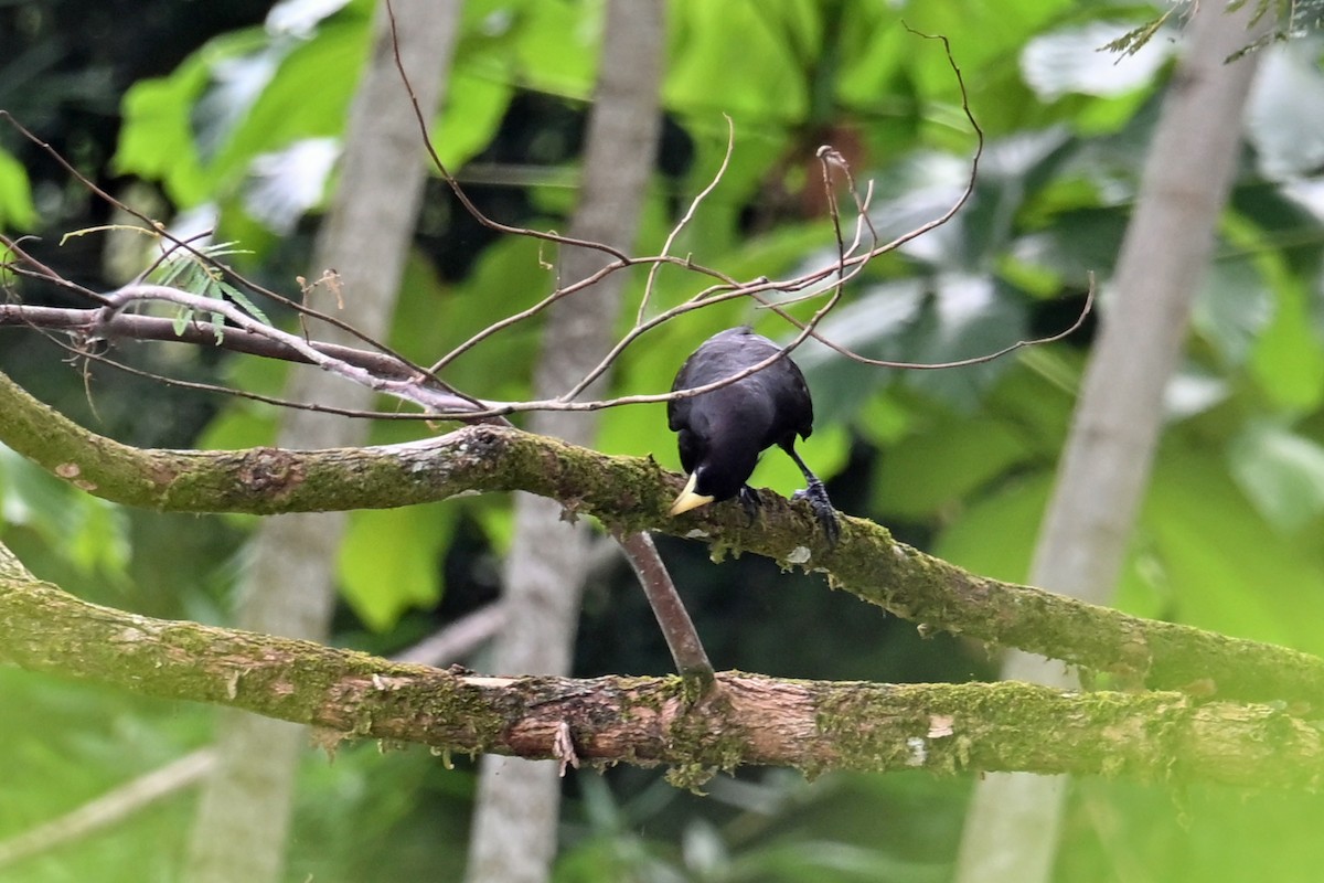 Cacique Crestado - ML646995847