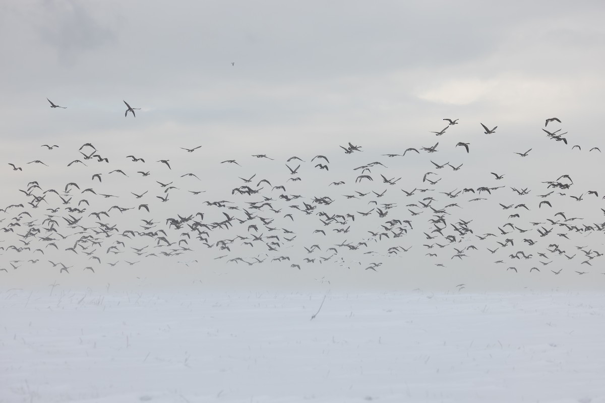 Branta kanadar handia - ML646995848