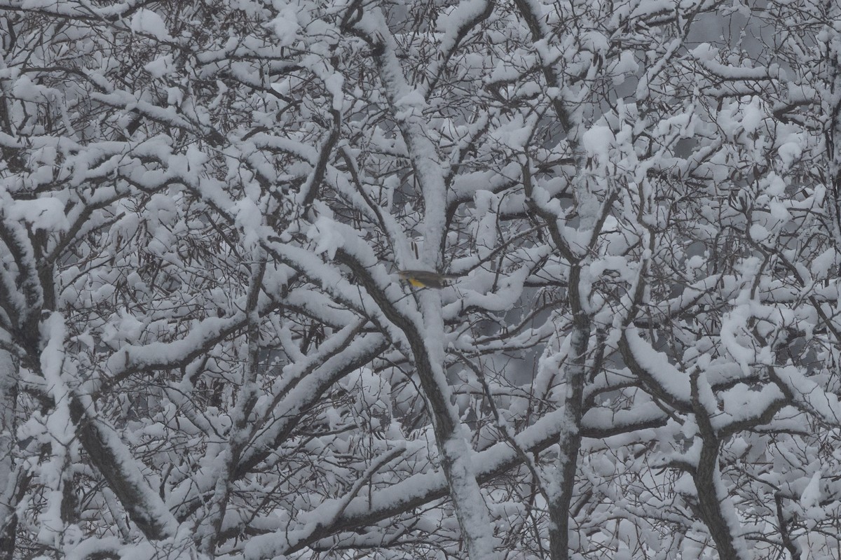 englerketrupial (magna gr.) - ML646995850