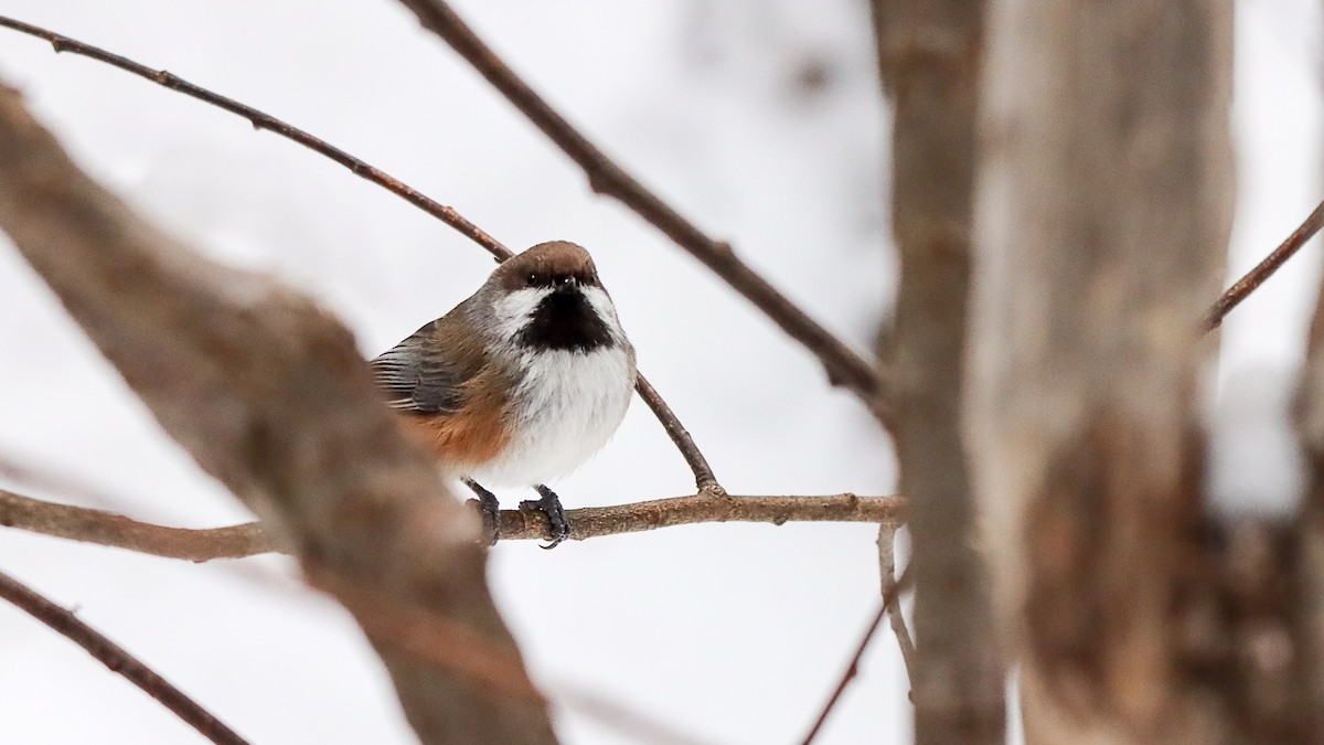 Boreal Chickadee - ML646995851