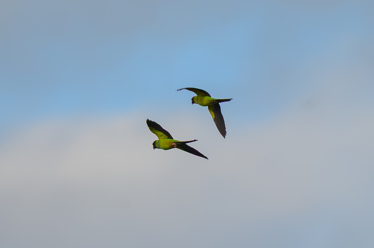 Aratinga Ñanday - ML646995854