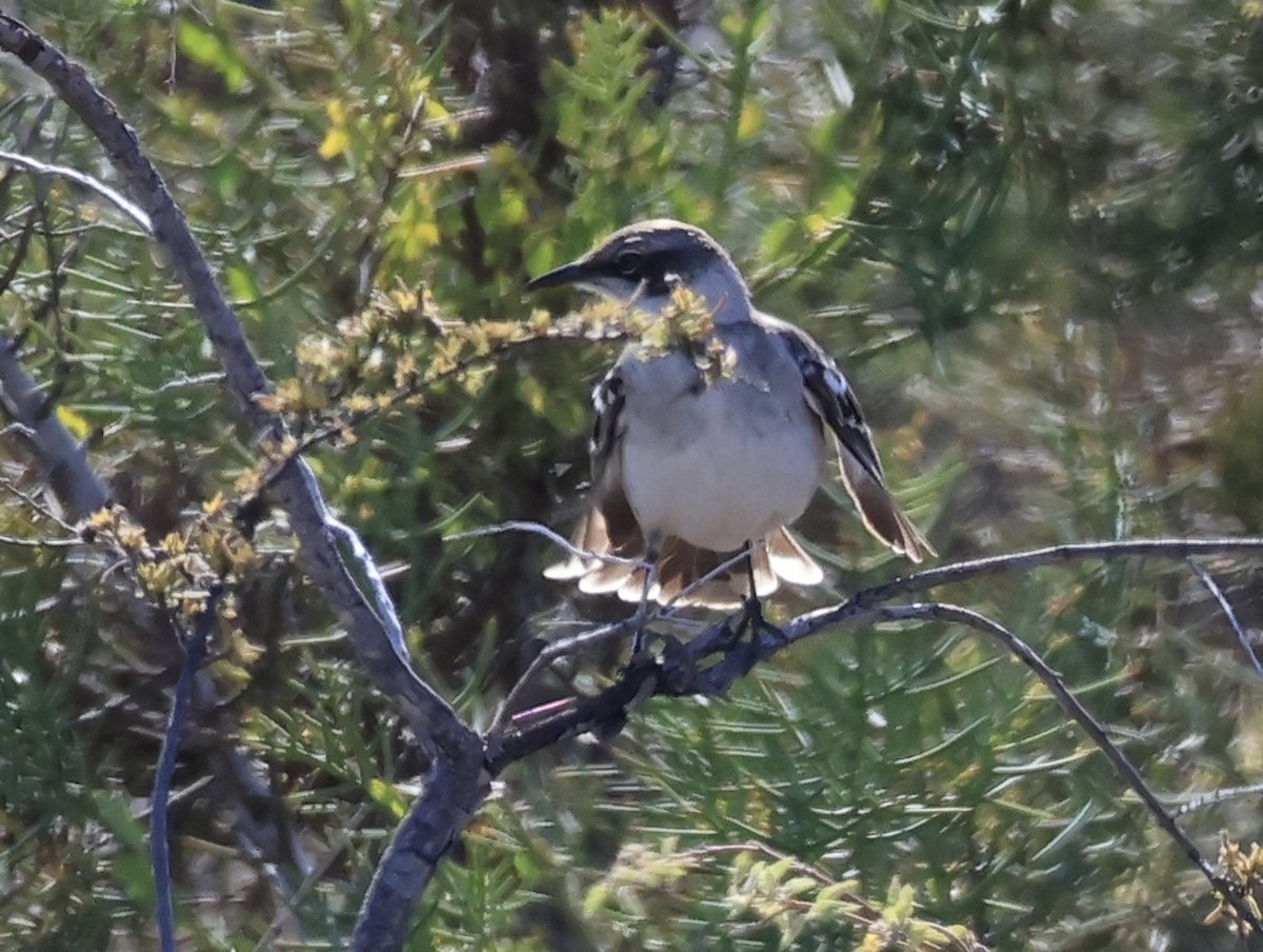 Galapagos Mockingbird - ML646995855
