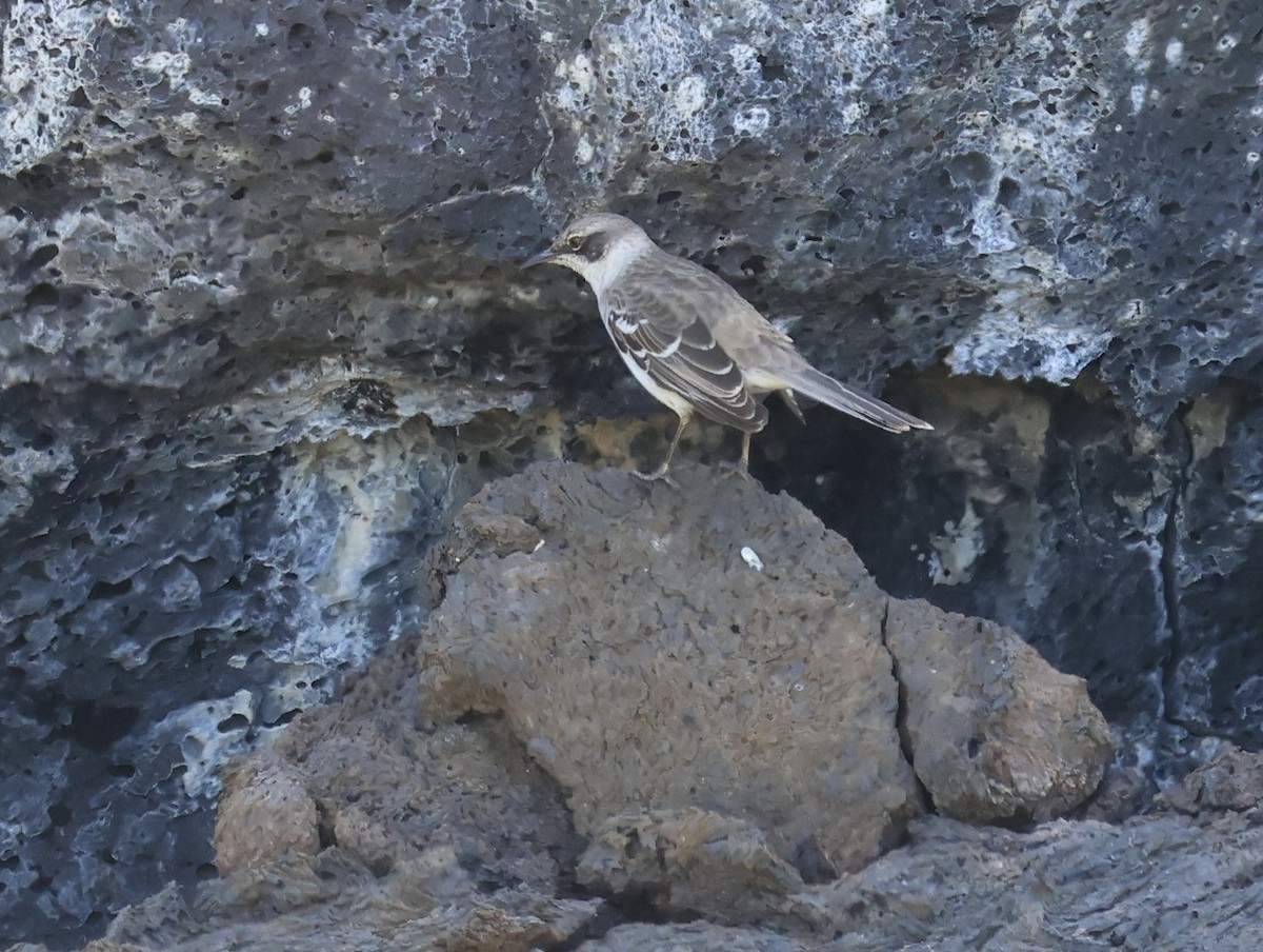 Galapagos Mockingbird - ML646995856