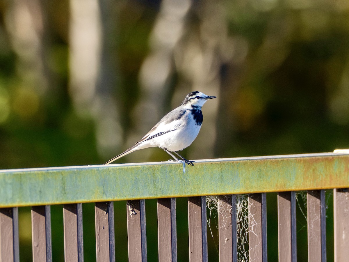 Bachstelze - ML646995857