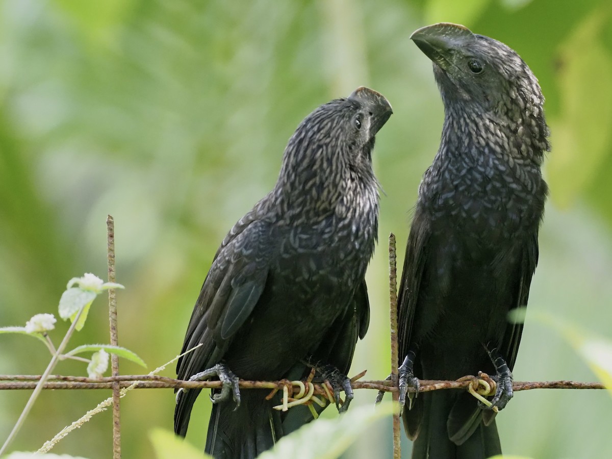 Ані товстодзьобий - ML646995858