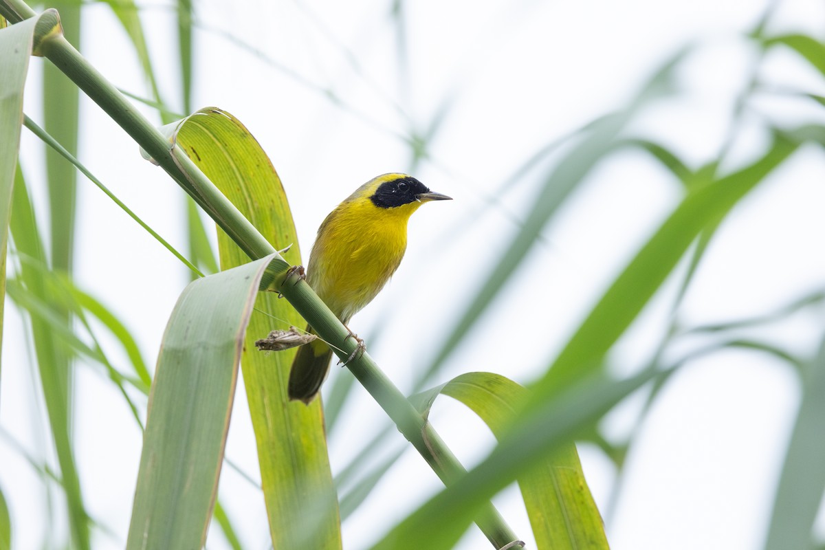 Жовтогорлик золотистий - ML646995865