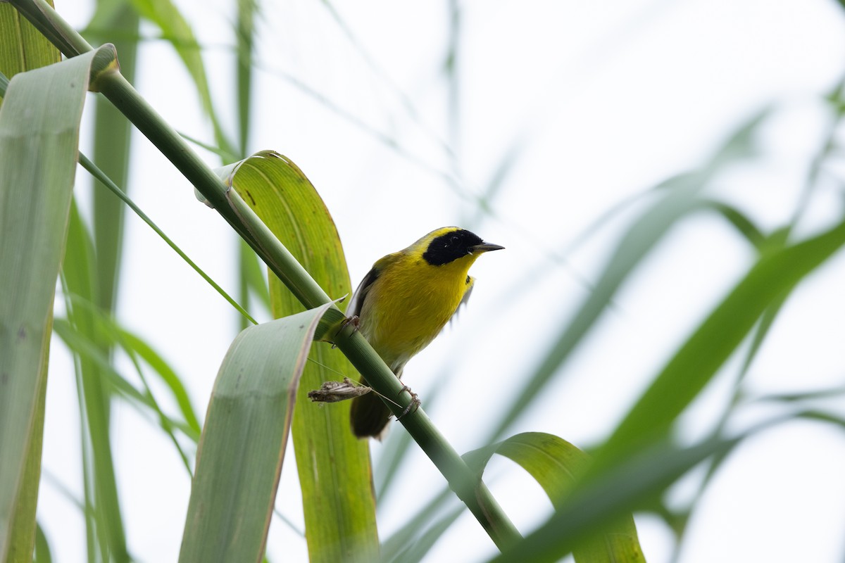 Жовтогорлик золотистий - ML646995866