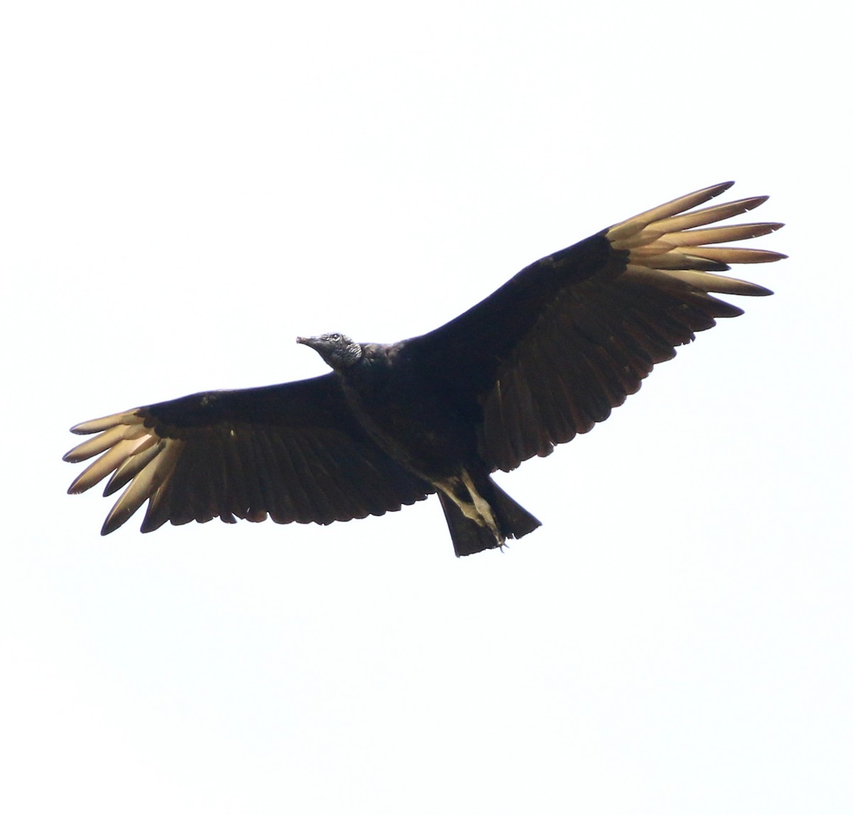 Чёрная катарта - ML646995867