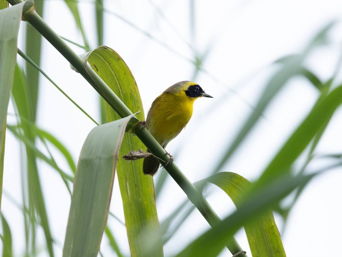 Жовтогорлик золотистий - ML646995868