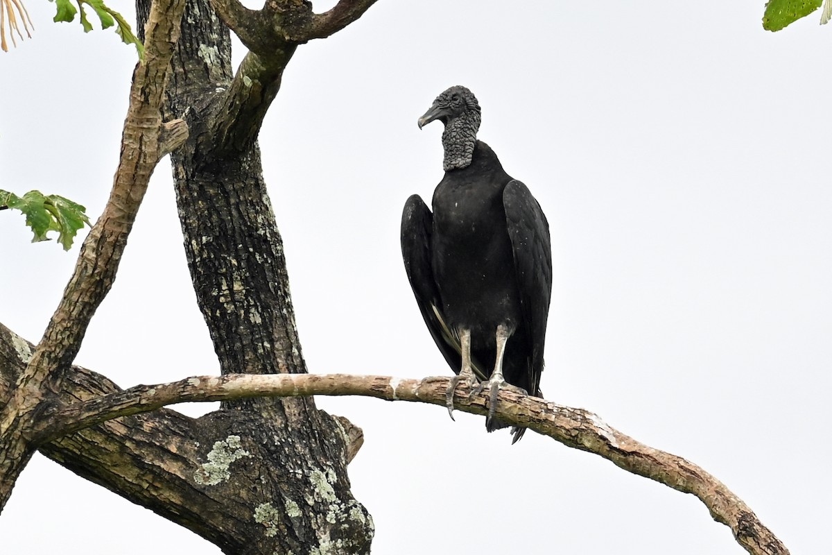 Zopilote Negro - ML646995874