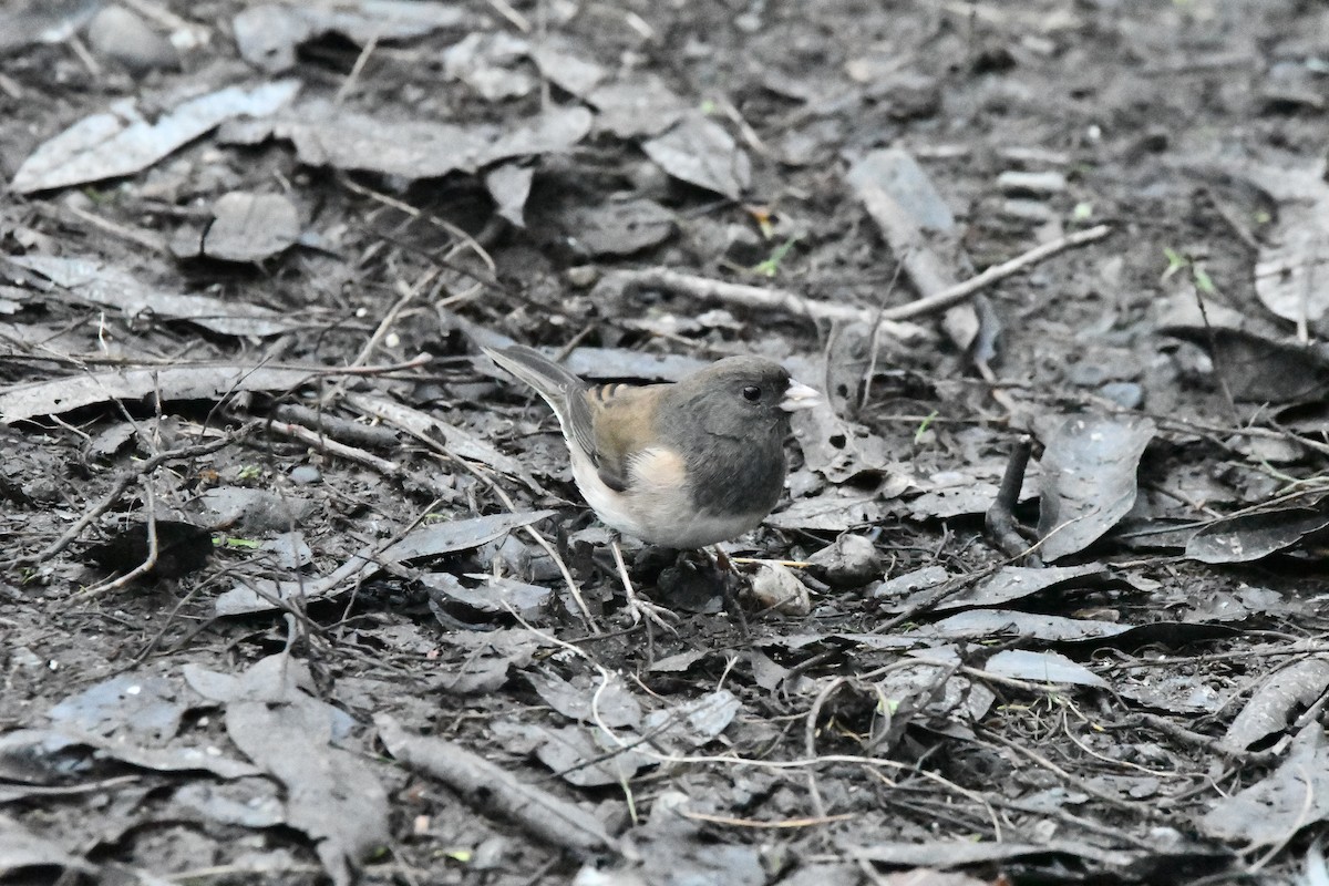 Dark-eyed Junco (Oregon) - ML646995875
