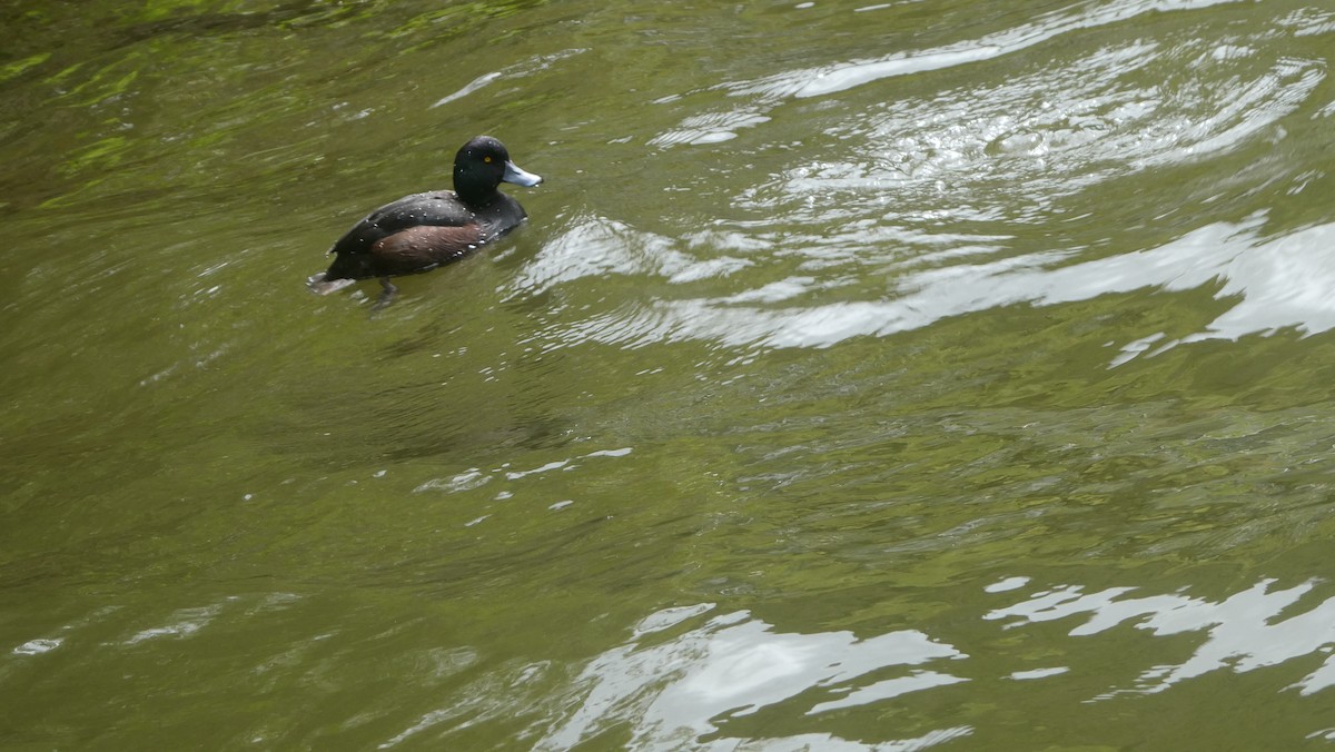 Yeni Zelanda Patkası - ML646995876