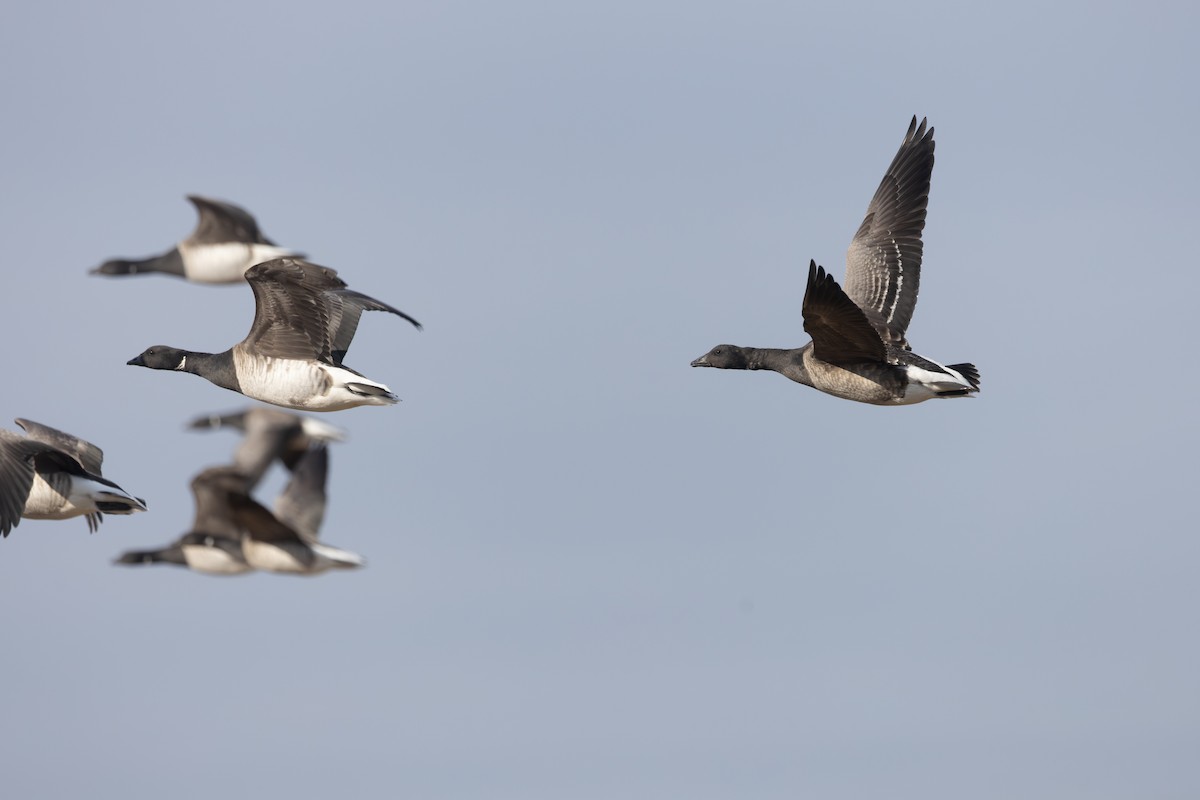 Branta musubeltza - ML646995887