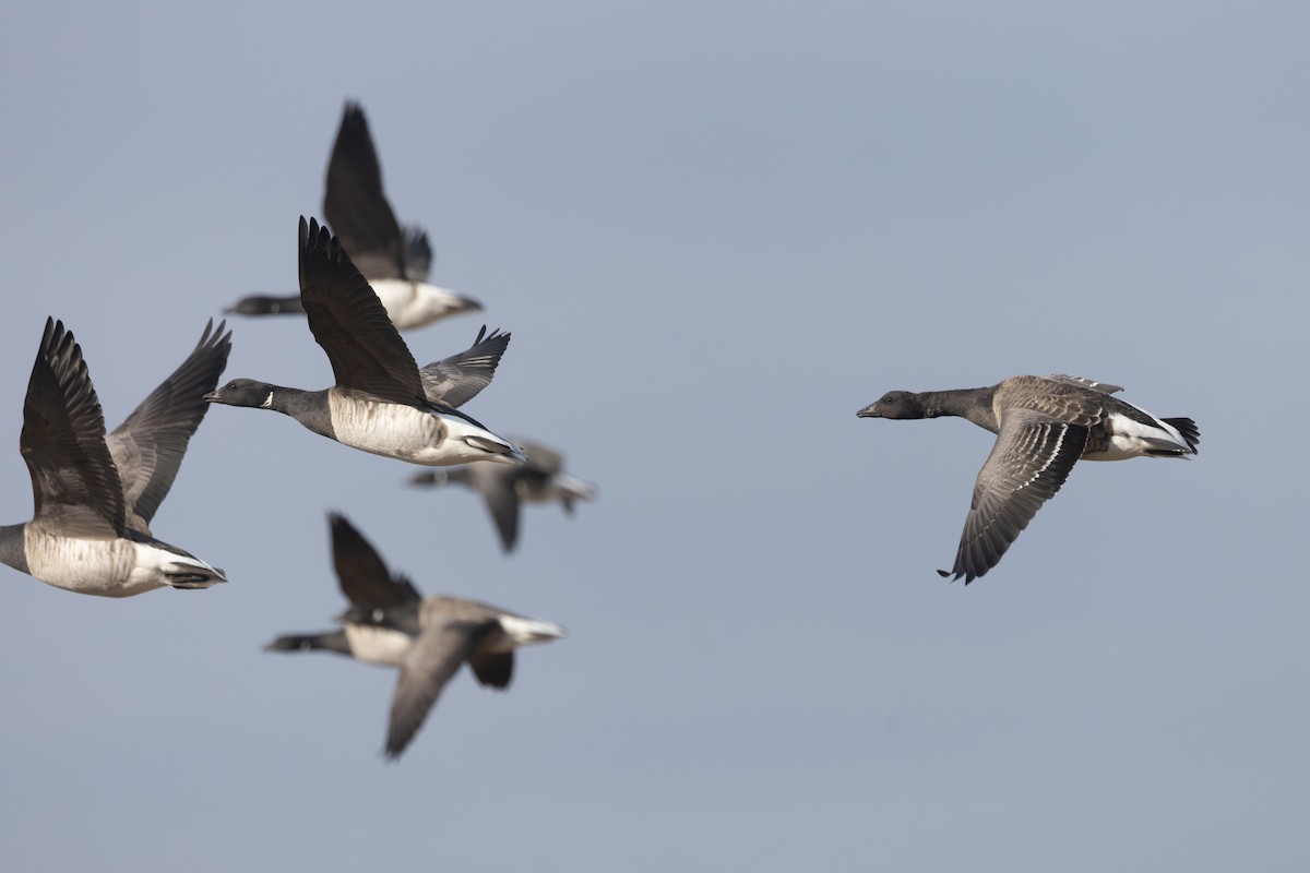 Branta musubeltza - ML646995888