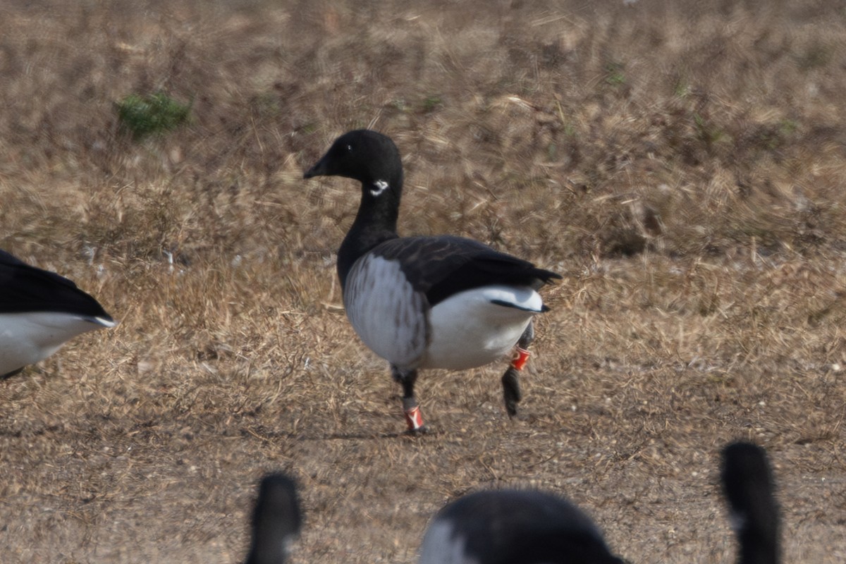 Branta musubeltza - ML646995889