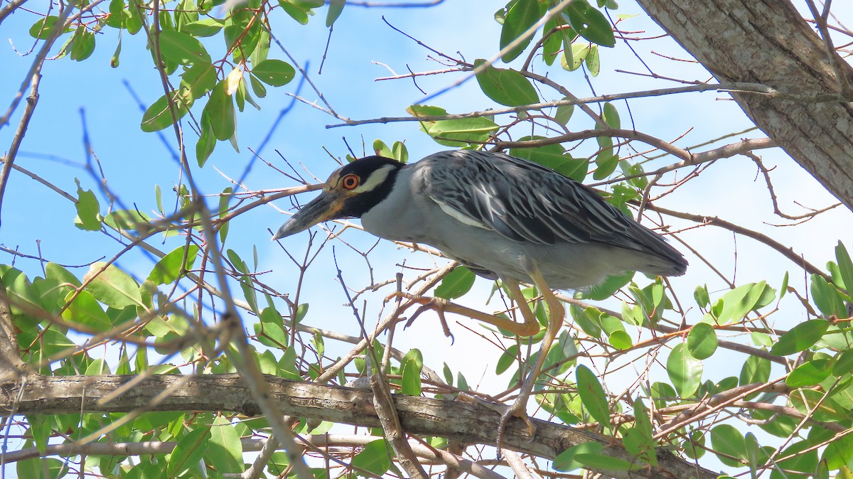 Yellow-crowned Night Heron - ML646995890