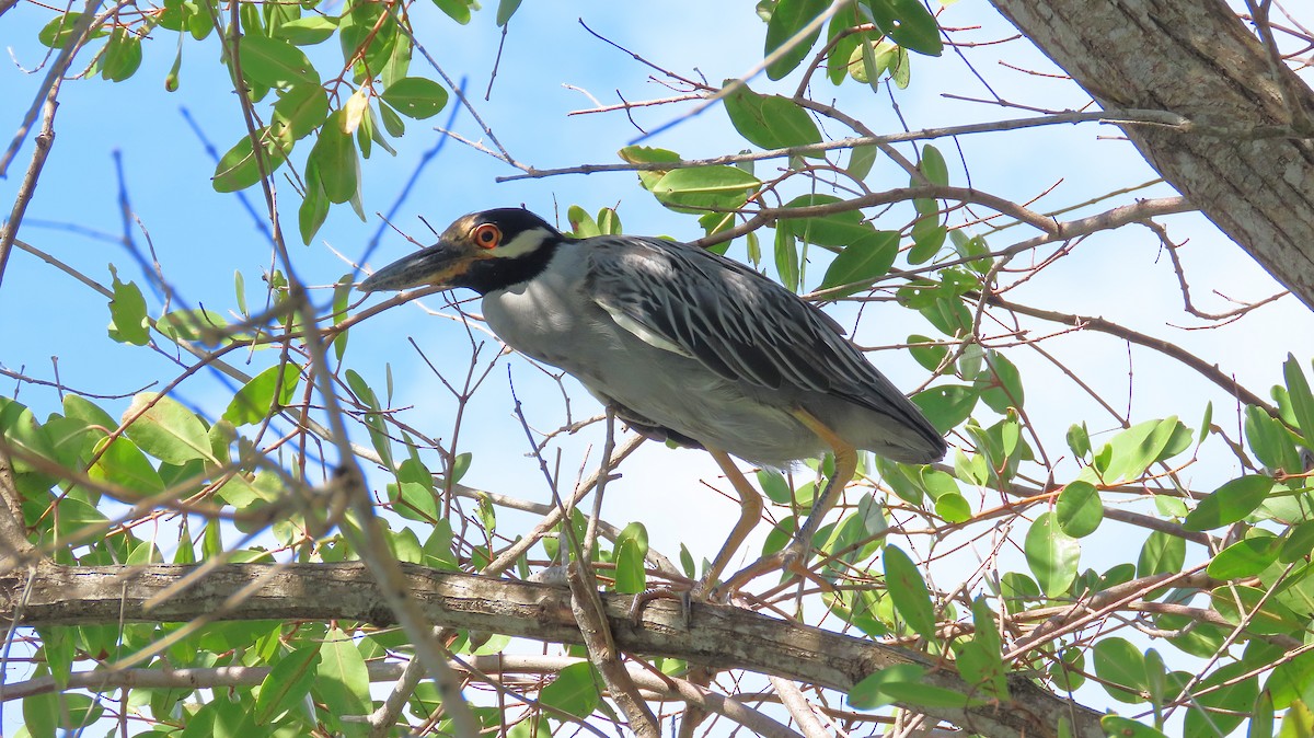 Yellow-crowned Night Heron - ML646995891