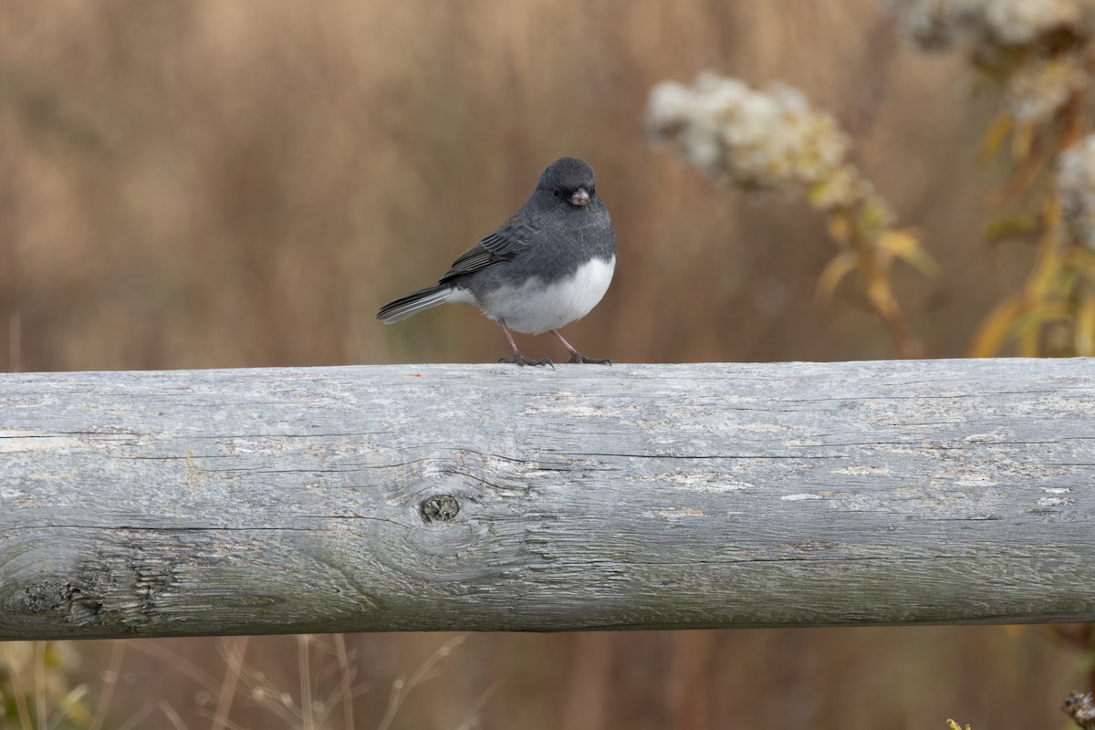 Dark-eyed Junco (Slate-colored) - ML646995897