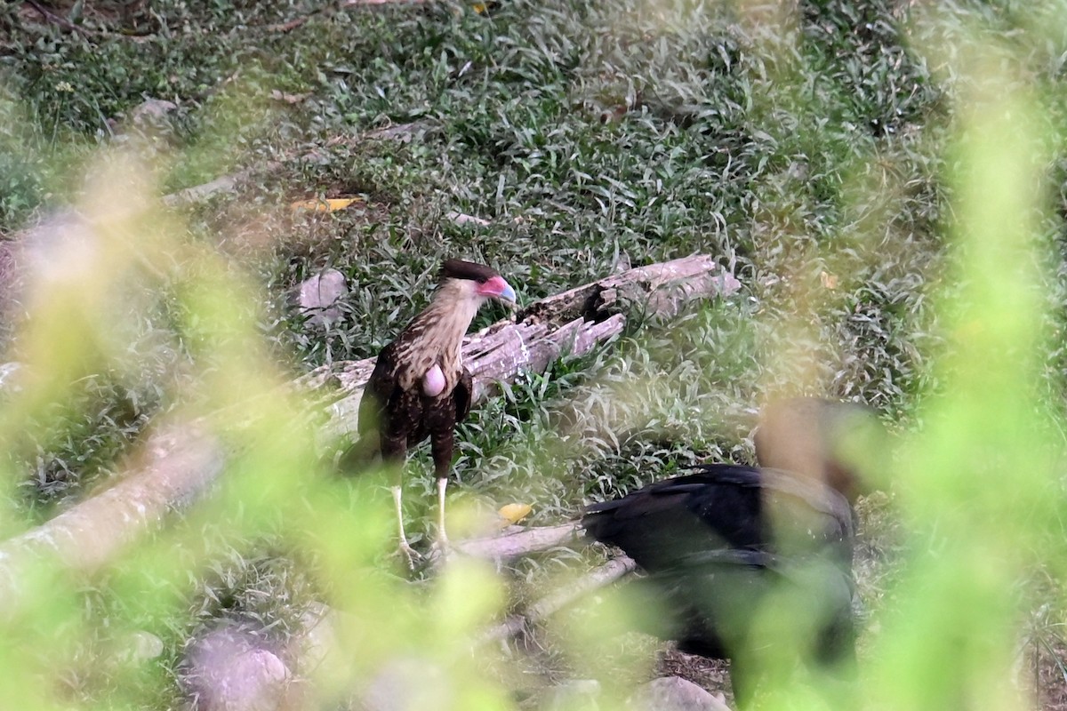 Caracara Carancho - ML646995898