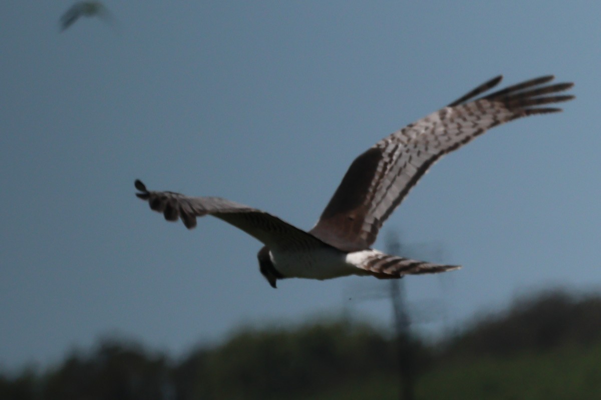 Длиннокрылый лунь - ML646995899