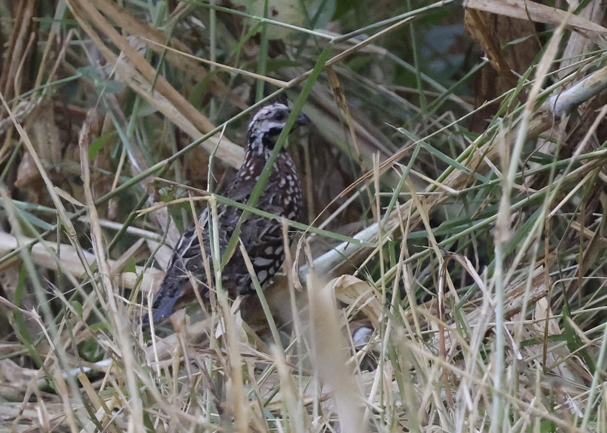 Black-throated Bobwhite - ML646995900