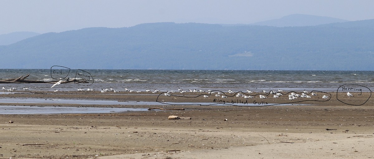 Pagaza Piquirroja - ML646995902