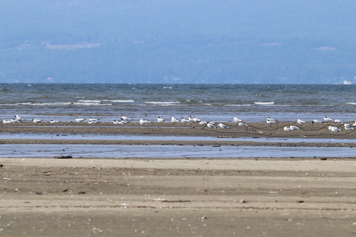 Pagaza Piquirroja - ML646995903