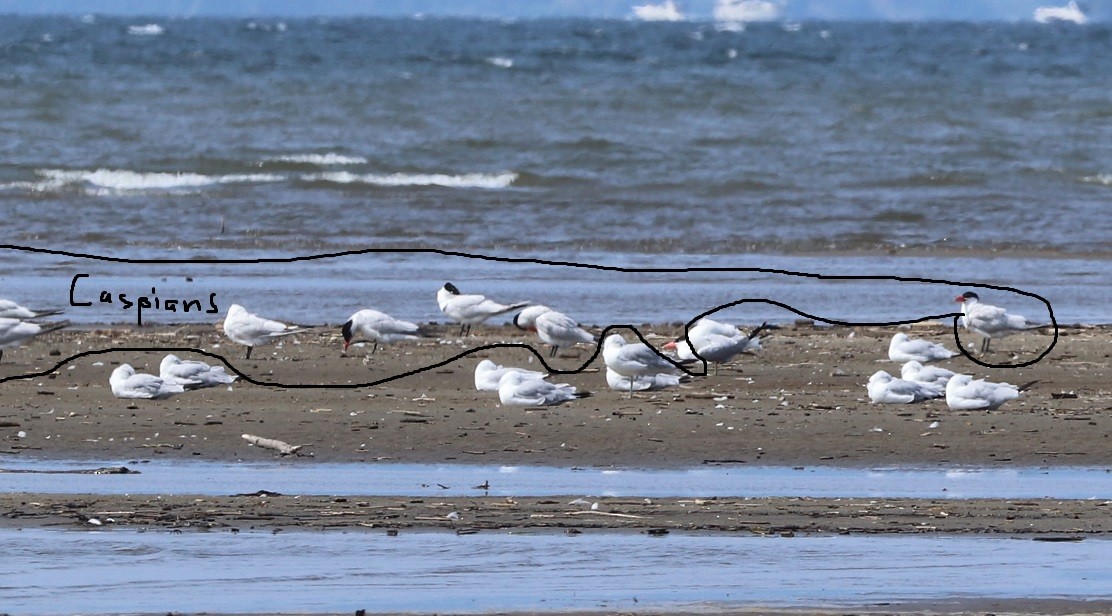 Pagaza Piquirroja - ML646995904