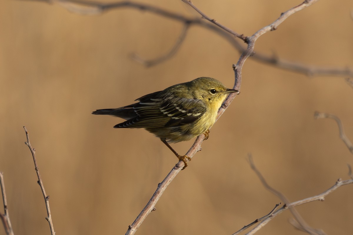 Blackpoll Warbler - ML646995907