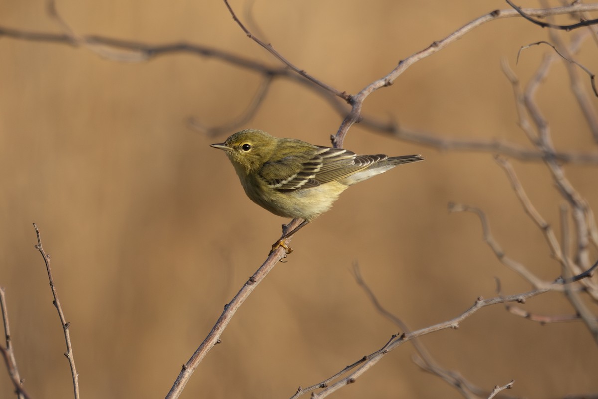 Blackpoll Warbler - ML646995908