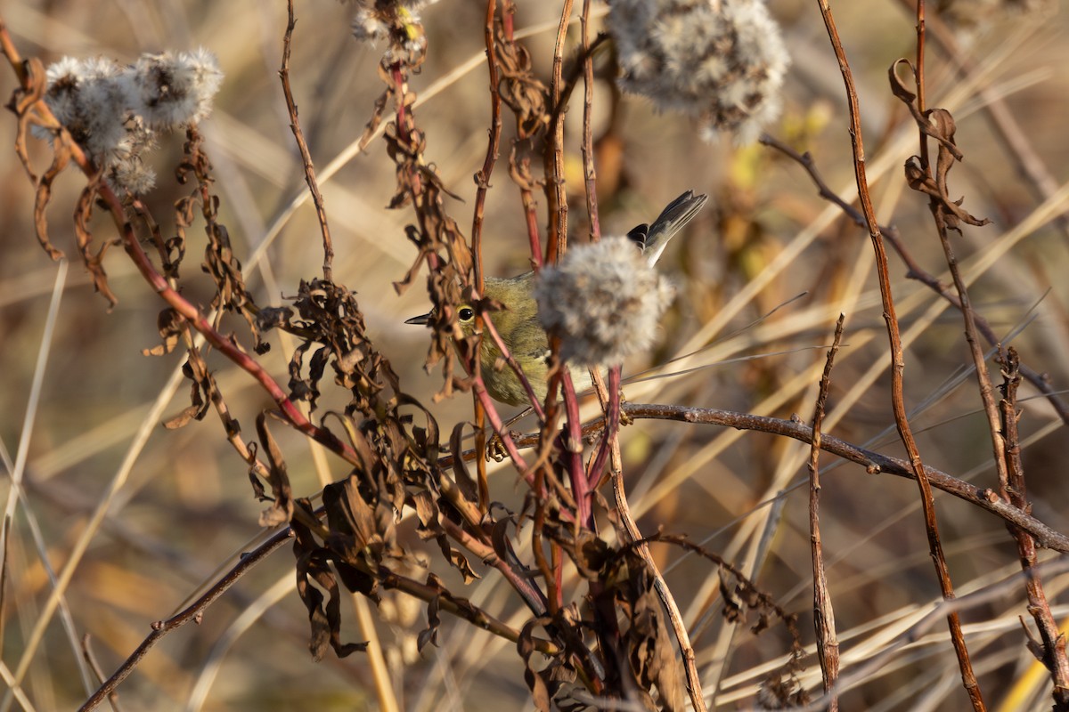 Blackpoll Warbler - ML646995909
