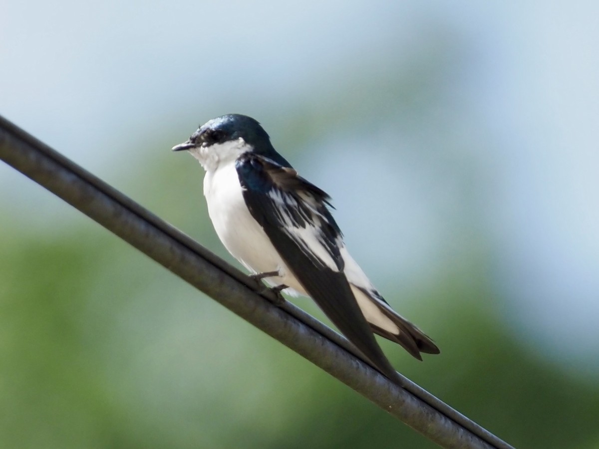 Білозорка білокрила - ML646995910