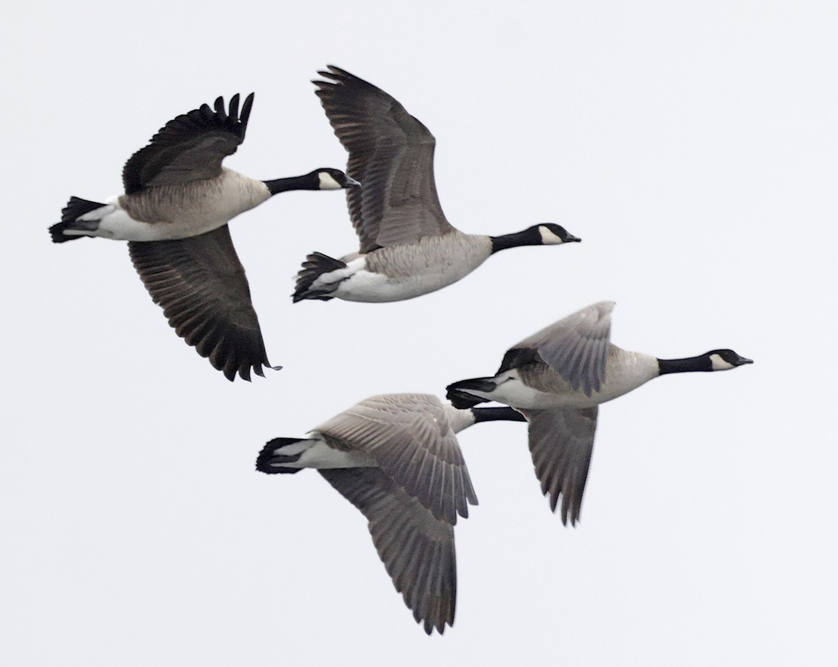 berneška malá - ML646995912