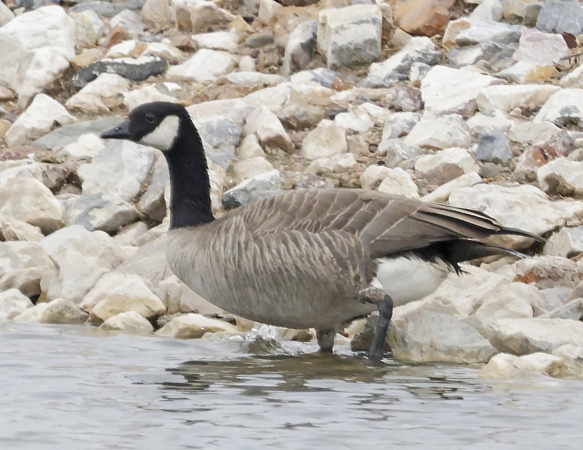 berneška malá - ML646995913